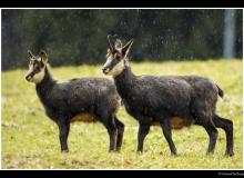 Chamois