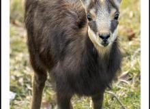 Chamois