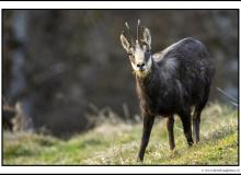 Chamois