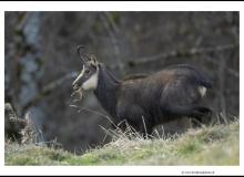 Chamois