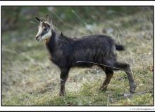 Chamois