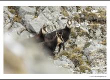 Chamois