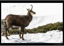 Chamois