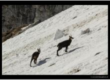 Chamois
