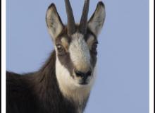 Chamois