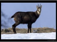 Chamois