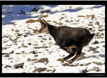 Chamois