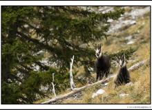 Chamois