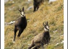 Chamois