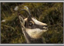 Chamois