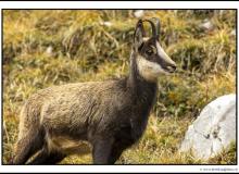 Chamois