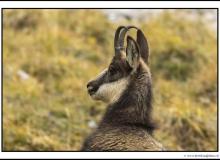 Chamois