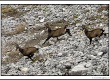 Chamois