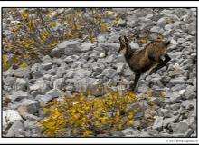 Chamois