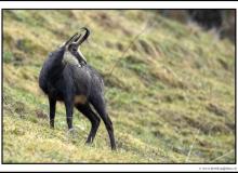 Chamois