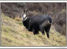 Chamois