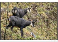 Chamois