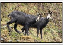 Chamois