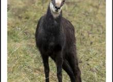 Chamois