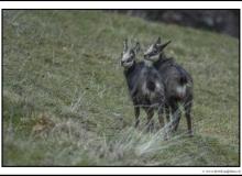 Chamois