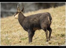 Chamois