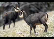 Chamois