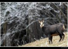 Chamois