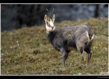 Chamois