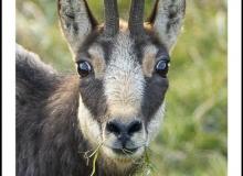 Chamois