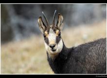 Chamois