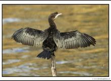 Cormoran pygmee