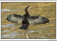 Cormoran pygmee