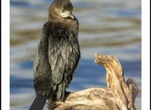 Cormoran pygmee