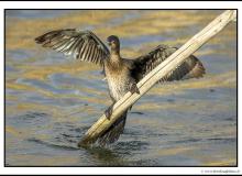 Cormoran pygmee