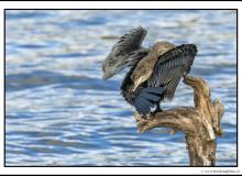 Cormoran pygmee