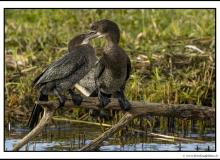 Cormoran pygmee