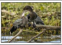 Cormoran pygmee