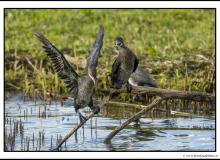 Cormoran pygmee