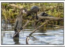 Cormoran pygmee