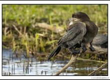 Cormoran pygmee
