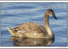 Cygne