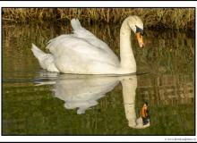 Cygne