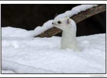 Hermine