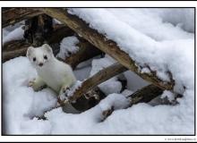Hermine