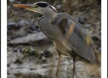Heron cendre