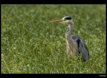 Heron cendre