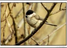 Mesange boreale