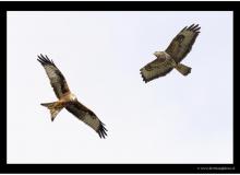 Milan royal et buse variable