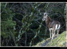 Mouflon