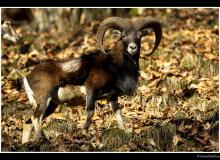 Mouflon